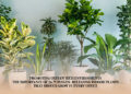 Promoting Oxygen-Rich Environments: The Importance Of 24/7 Oxygen-Releasing Indoor Plants That Should Grow In Every Office