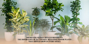 Promoting Oxygen-Rich Environments: The Importance Of 24/7 Oxygen-Releasing Indoor Plants That Should Grow In Every Office