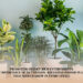 Promoting Oxygen-Rich Environments: The Importance Of 24/7 Oxygen-Releasing Indoor Plants That Should Grow In Every Office